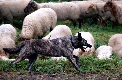 Голландская овчарка или Хедер (Dutch Shepherd Dog, Hollandse Herdershond) - на пастбище