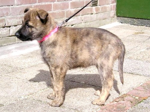 Голландская овчарка или Хедер (Dutch Shepherd Dog, Hollandse Herdershond) - щенки