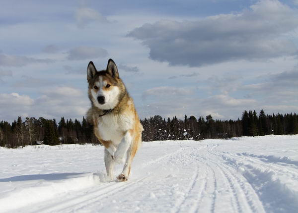 Восточно-сибирская лайка (East-siberian laika)