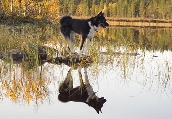 Восточно-сибирская лайка (East-siberian laika)