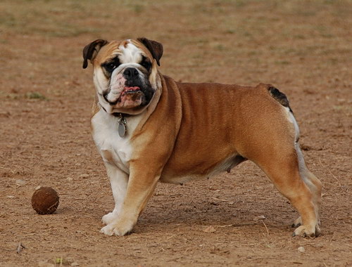 Английский бульдог - English bulldog