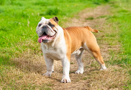 Английский бульдог - English bulldog