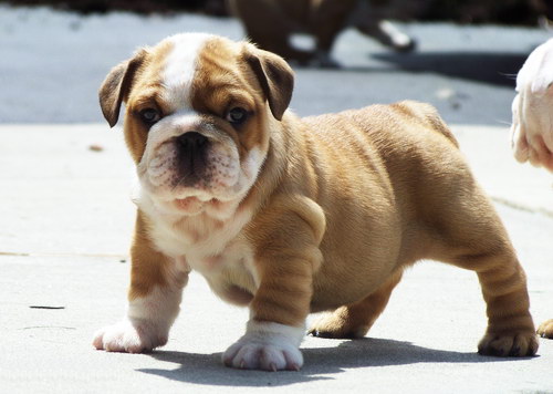 Английский бульдог - English bulldog - щенок