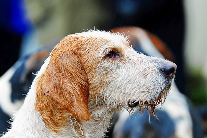 Лисья гончая (English Foxhound)