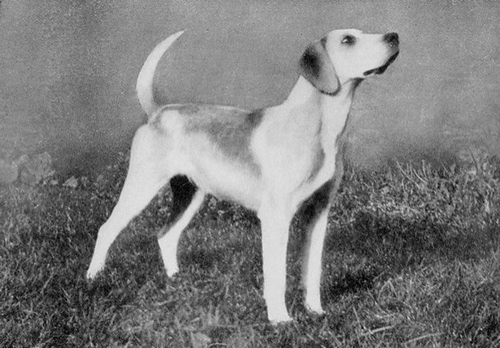 Лисья гончая (English Foxhound)