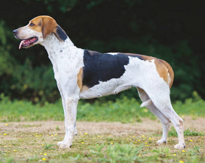 Лисья гончая (English Foxhound)