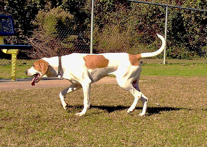 Лисья гончая (English Foxhound)