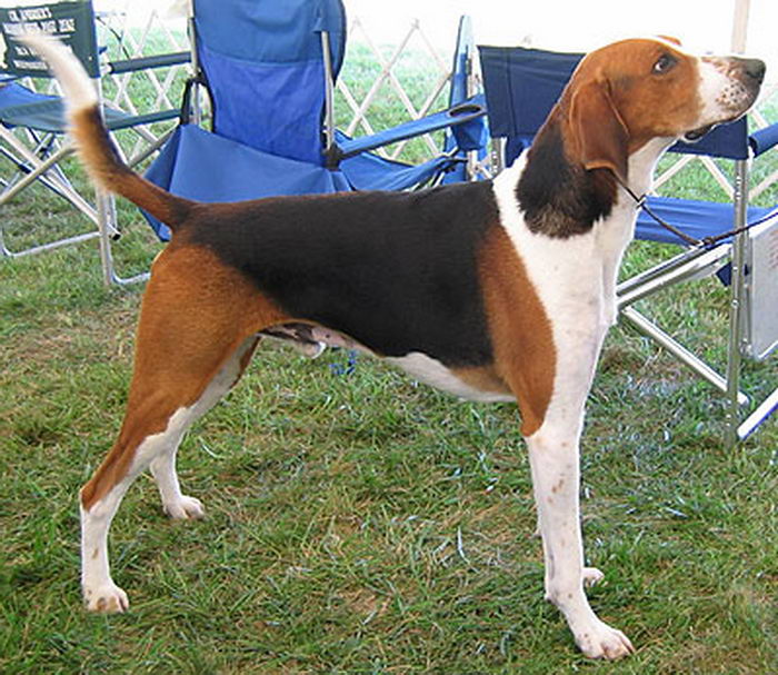 Лисья гончая (English Foxhound)