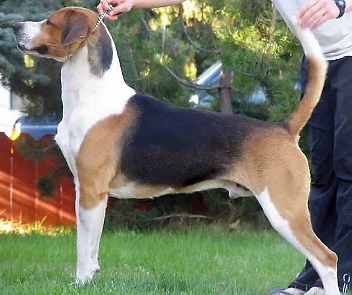 Лисья гончая (English Foxhound)