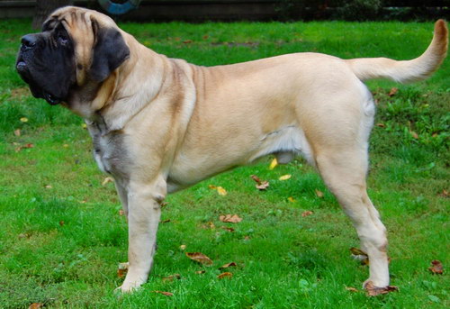 Английский мастиф (English Mastiff) - порода собак, описание, фото