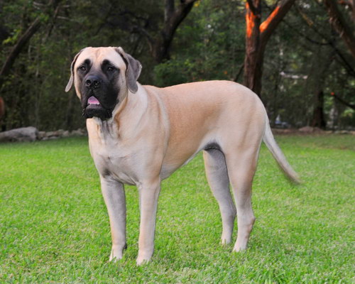 Английский мастиф (English Mastiff) - порода собак, описание, фото