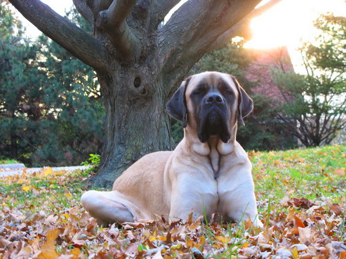 Английский мастиф (English Mastiff) - порода собак, описание, фото