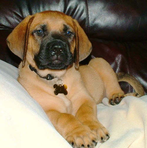 Английский мастиф (English Mastiff) - порода собак, описание, фото - щенок