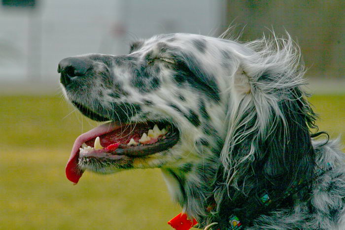 Английский сеттер (English Setter)