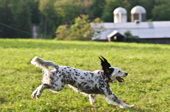 Английский сеттер (English Setter)