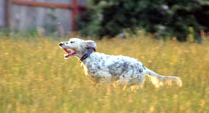 Английский сеттер (English Setter)