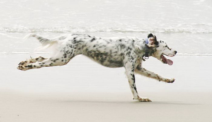 Английский сеттер (English Setter)