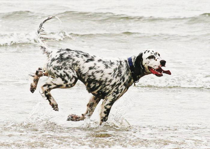 Английский сеттер (English Setter)