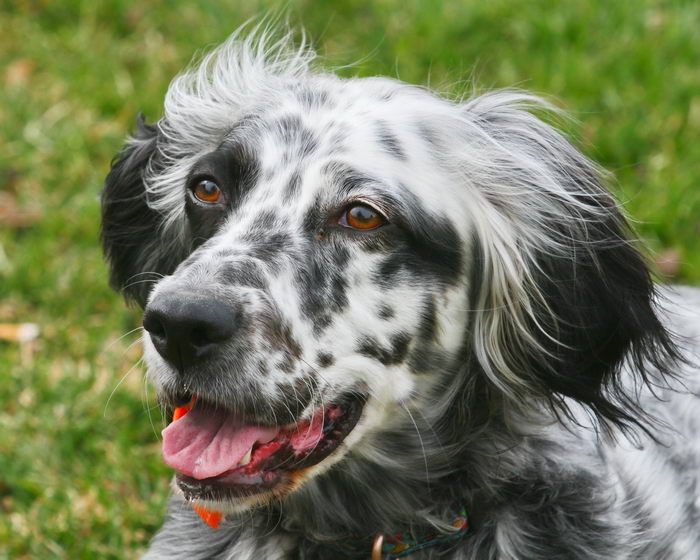 Английский сеттер (English Setter)