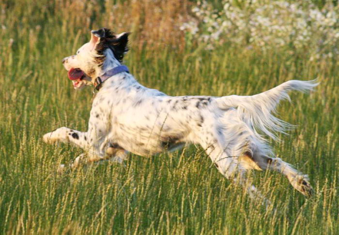 Английский сеттер (English Setter)