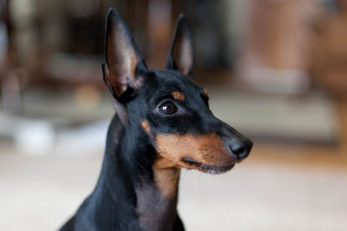 Английский той-терьер (English Toy Terrier (Black & Tan Terrier)