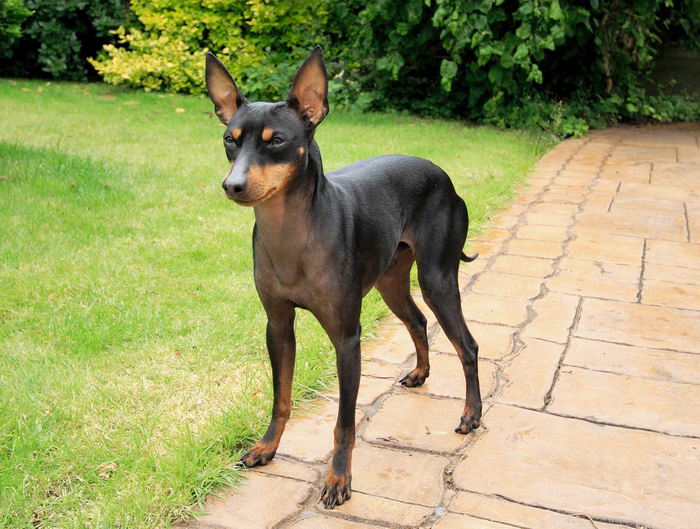 Английский той-терьер (English Toy Terrier (Black & Tan Terrier)