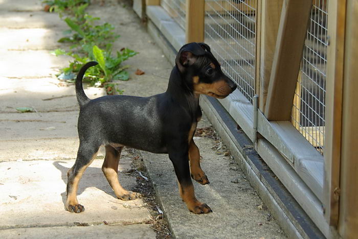 Английский той-терьер (English Toy Terrier (Black & Tan Terrier)