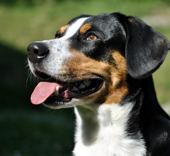 Энтлебухер зенненхунд (Entlebucher Cattle Dog)