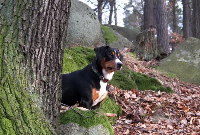 Энтлебухер зенненхунд (Entlebucher Cattle Dog)