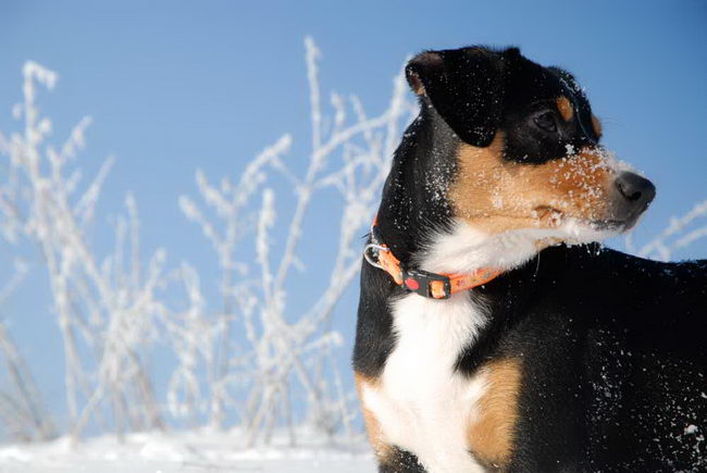 Энтлебухер зенненхунд (Entlebucher Cattle Dog)