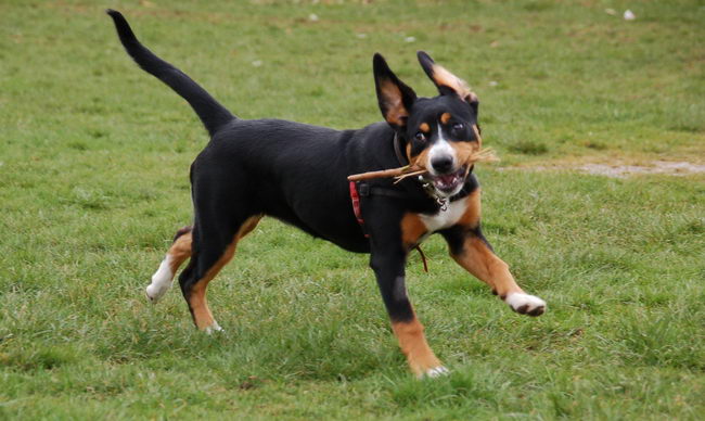 Энтлебухер зенненхунд (Entlebucher Cattle Dog)