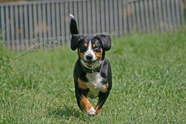 Энтлебухер зенненхунд (Entlebucher Cattle Dog)