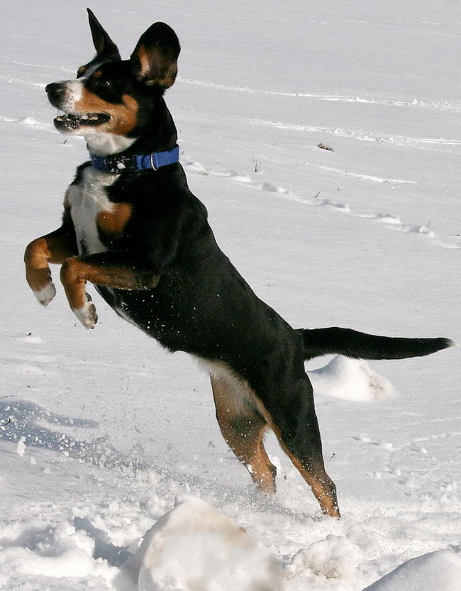 Энтлебухер зенненхунд (Entlebucher Cattle Dog)