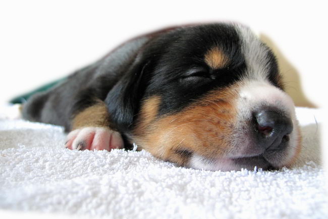 Энтлебухер зенненхунд (Entlebucher Cattle Dog)