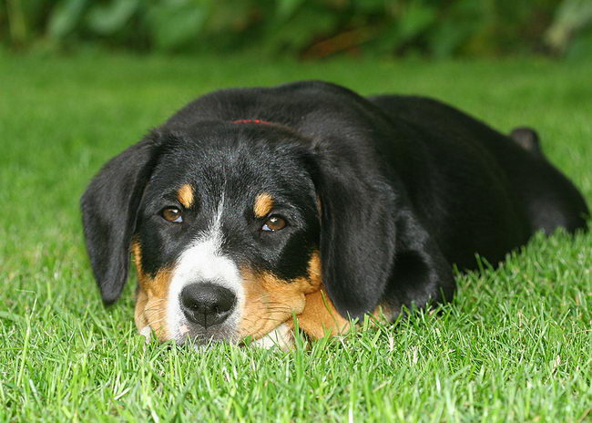 Энтлебухер зенненхунд (Entlebucher Cattle Dog)