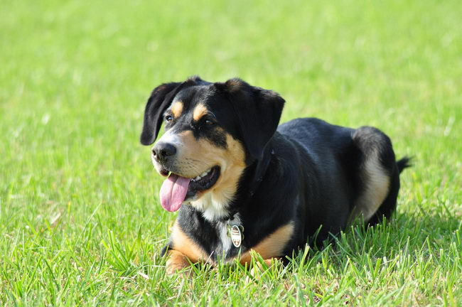 Энтлебухер зенненхунд (Entlebucher Cattle Dog)