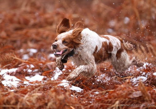 Порода собак Бретонский эпаньоль (Brittany Spaniel)