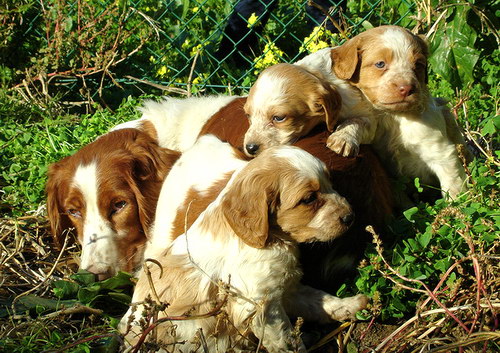 Порода собак Бретонский эпаньоль (Brittany Spaniel) - щенки