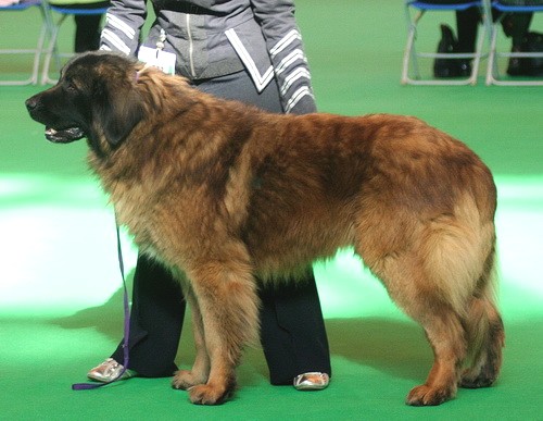 Эштрельская горная собака (Estrela mountain dog) - порода собак - описание