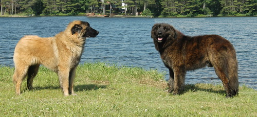 Эштрельская горная собака (Estrela mountain dog) - порода собак - описание