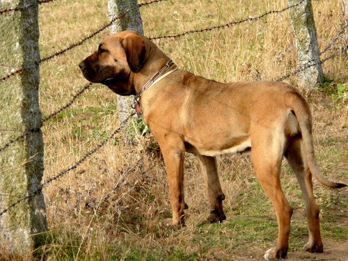 Порода собак Фила бразильеро (Fila Brasileiro)