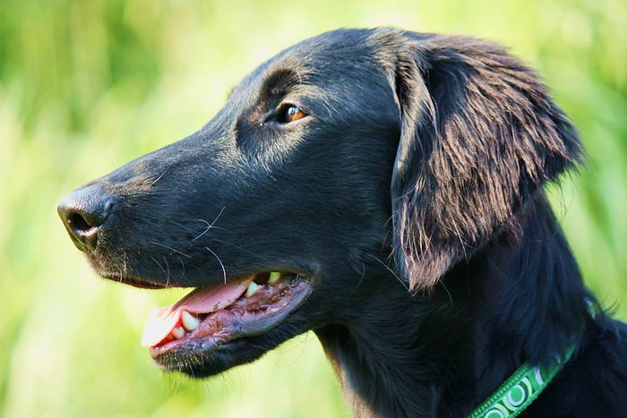 Прямошерстный ретривер (Flat Coated Retriever)