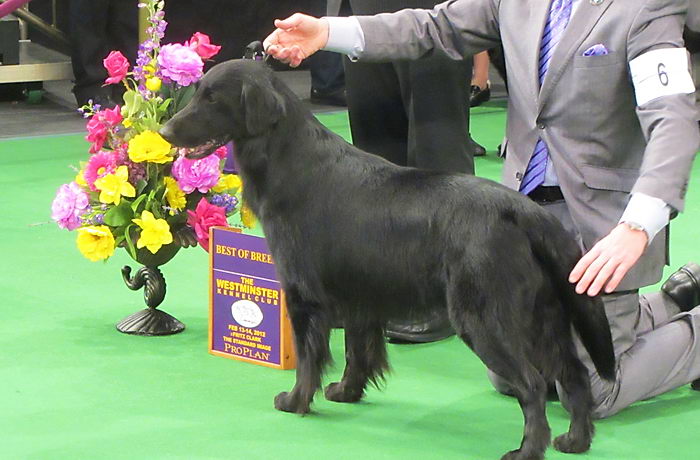 Прямошерстный ретривер (Flat Coated Retriever)