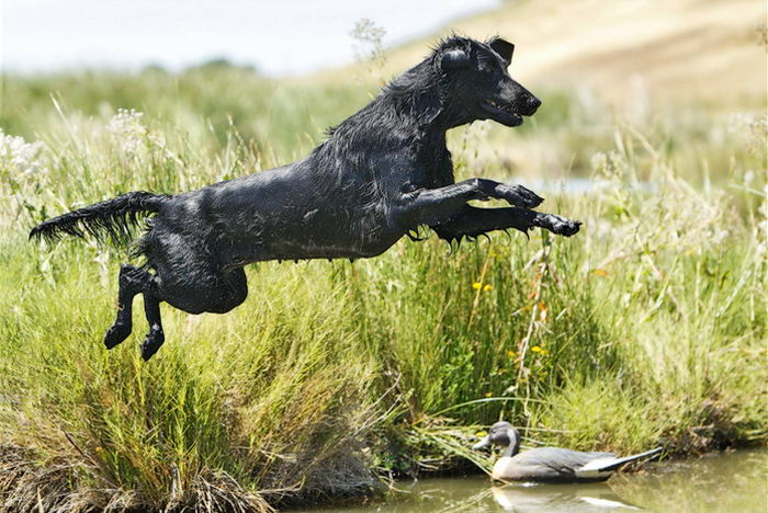 Прямошерстный ретривер (Flat Coated Retriever)