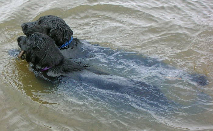 Прямошерстный ретривер (Flat Coated Retriever)