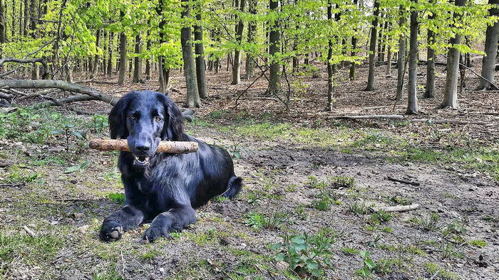 Прямошерстный ретривер (Flat Coated Retriever)