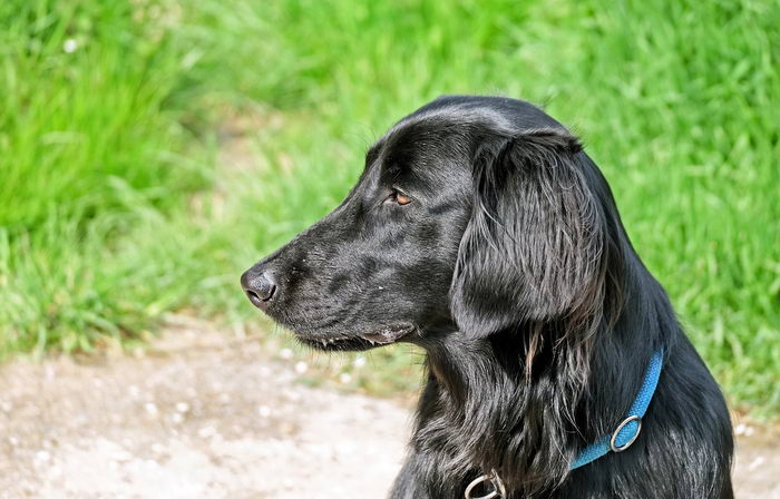 Прямошерстный ретривер (Flat Coated Retriever)