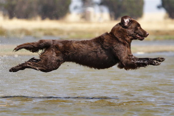 Прямошерстный ретривер (Flat Coated Retriever)