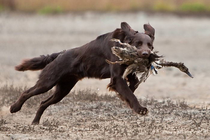 Прямошерстный ретривер (Flat Coated Retriever)