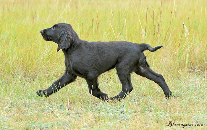 Прямошерстный ретривер (Flat Coated Retriever)